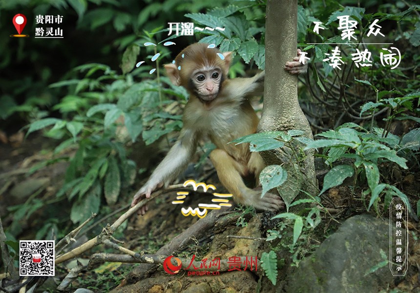 吓！那边猴好多，赶紧赶紧溜
