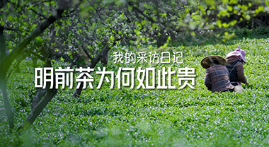 明前茶为何如此贵